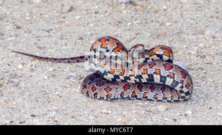 Un Pantherophis guttatus, serpent de maïs, en position défensive. Banque D'Images