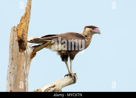 Un caracara huppé, Caracara cheriway, perché sur une branche. Banque D'Images