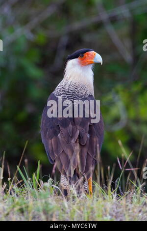 Un caracara huppé, Caracara cheriway, parcourt de nourriture sur le sol. Banque D'Images