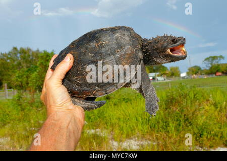 Une tortue de floride, Chelydra s. osceola, tenu dans la main où l'on retrouve sur une route. Banque D'Images