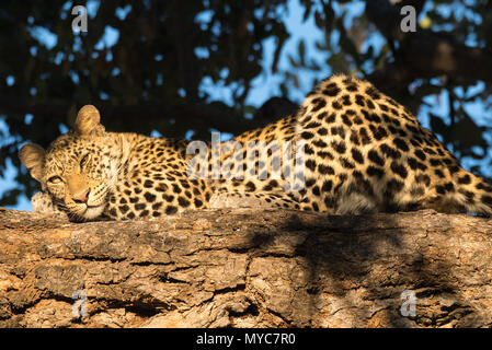 Un leopard cub en attente de sa mère de le ramener dans la Mashatu Game Reserve Botswana Banque D'Images