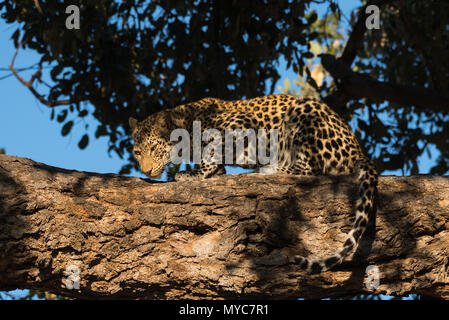 Un leopard cub en attente de sa mère de le ramener dans la Mashatu Game Reserve Botswana Banque D'Images