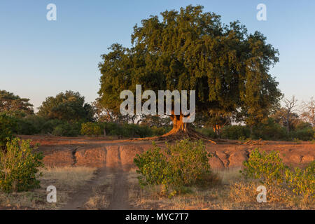 Le Nyala ou arbre Mashatu dans la réserve privée de Mashatu Botswana Banque D'Images