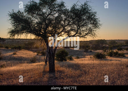Coucher du soleil sur la savane dans la réserve privée de Mashatu Botswana Banque D'Images