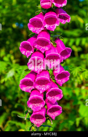 Digitalis purpurea digitale, commune en pleine floraison d'été. Banque D'Images