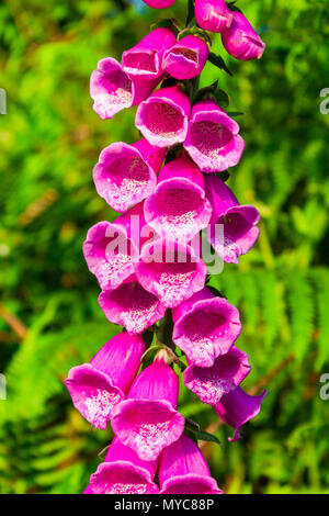 Digitalis purpurea digitale, commune en pleine floraison d'été. Banque D'Images