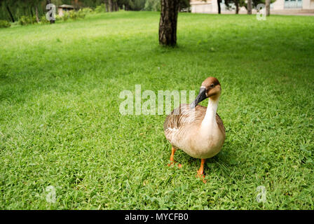 Un canard marche sur l'herbe Banque D'Images