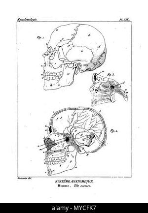 164 Encyclopédie méthodique - Systeme Anatomique, pl19 Banque D'Images