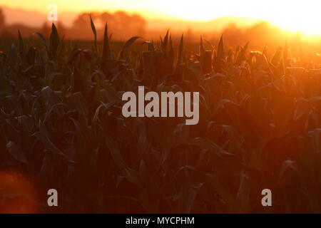 Le soleil brille doucement sur une récolte de maïs au coucher du soleil. Banque D'Images