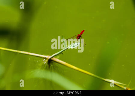 Libellule rouge gros plan sur un fond vert Banque D'Images