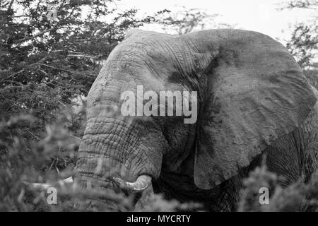 Le Kwazulu-Natal, Afrique du Sud : Noir et blanc portrait d'Elephant bull Banque D'Images