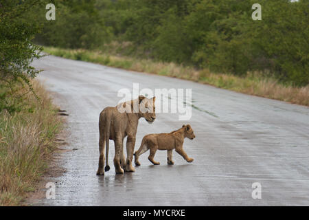 Femme lion et son petit passage d'une route dans le parc Kruger, Afrique du Sud Banque D'Images