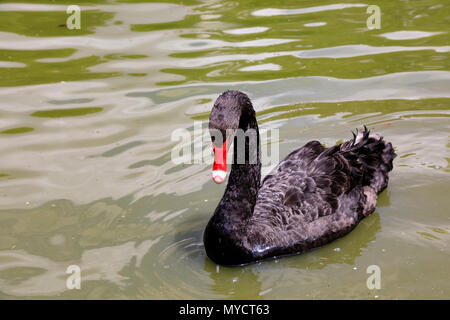 Black Swan, Cygnus atratus, sur l'étang en Cristal Palacio Parque del Buen Retiro, Madrid, Espagne. Banque D'Images