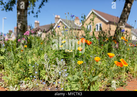 Les petites fleurs sauvages sur les fleurs public situé dans l'état occupé urban street. Foreground dans focus. Banque D'Images