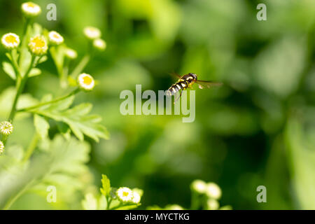Xanthogramma pedissequum hoverfly en vol, qui se distingue par les 2 flèches jaunes dumpy derrière la tête. Focus sélectif avec arrière-plan flou. Banque D'Images