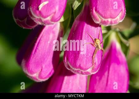 Araignée Crabe commun attend patiemment sur le côté de la digitale pourpre fleur pour proie sans méfiance. Banque D'Images
