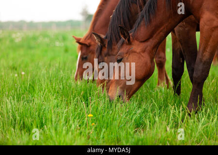 Un troupeau de jeunes chevaux communément appelé yearlings errent un enclos dans un ranch dans le sud-ouest de l'Ontario, Canada. Banque D'Images