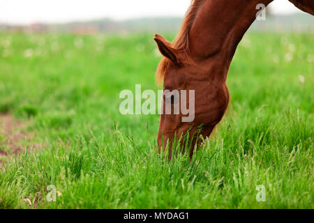 Un troupeau de jeunes chevaux communément appelé yearlings errent un enclos dans un ranch dans le sud-ouest de l'Ontario, Canada. Banque D'Images