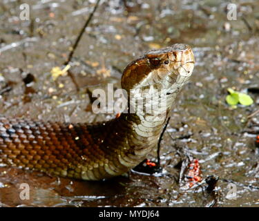 L'état de la Floride, de l'eau, Agkistrodon Cottonmouth mocassin piscivores, dans son habitat. Banque D'Images