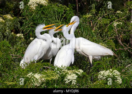 La grande aigrette Ardea alba, dans une colonie de nidification. Banque D'Images