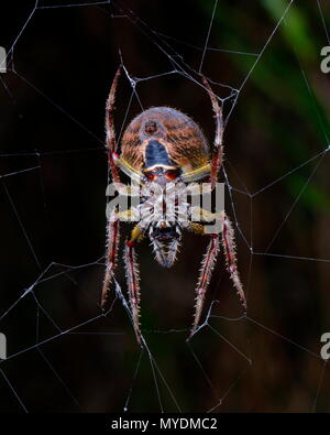 Un orb weaver, tropical Eriophora ravilla, sur son site web. Banque D'Images