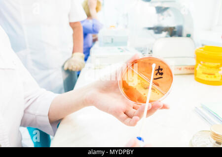 Recherches microbiologiques. L'écouvillonnage technicien une plaque de gélose. Banque D'Images