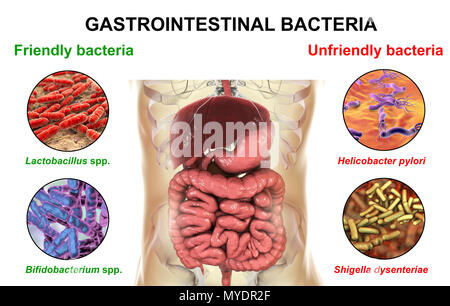 Illustration d'ordinateur du système digestif humain et une vue rapprochée de bactéries trouvées ou infection de l'intestin. Certaines bactéries, telles que Lactobacillus et Bifidobacterium, avoir des fonctions et font partie de la microflore normale. D'autres, comme l'Helicobacter pylori et Shigella, causer la maladie. Banque D'Images