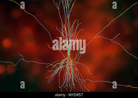 Hippocampe neurone, illustration de l'ordinateur. L'hippocampe chez les humains est la structure dans le cerveau responsable de la mémoire à long terme. Banque D'Images