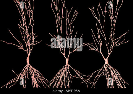 Hippocampe neurone, illustration de l'ordinateur. L'hippocampe chez les humains est la structure dans le cerveau responsable de la mémoire à long terme. Banque D'Images