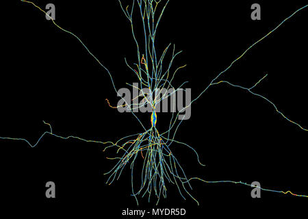 Hippocampe neurone, illustration de l'ordinateur. L'hippocampe chez les humains est la structure dans le cerveau responsable de la mémoire à long terme. Banque D'Images