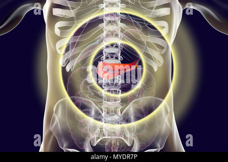 Système digestif humain avec le pancréas, l'illustration de l'ordinateur. Concept pour le traitement et la prévention des maladies du pancréas. Banque D'Images