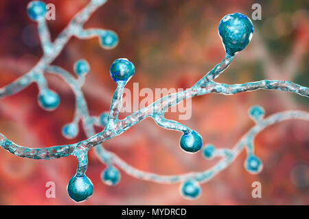 Champignon Blastomyces dermatitidis, illustration de l'ordinateur. Ce champignon est l'agent causal de la maladie de la blastomycose, qui dispose d'un éventail de présentations. Elle affecte principalement les poumons et peut causer une maladie semblable à la grippe, une maladie aiguë semblable à la pneumonie, une maladie chronique semblable à la tuberculose ou l'potentiellement fatals, le syndrome de détresse respiratoire aiguë. Dans certains cas, il peut s'étendre à la peau, des os ou des organes, causant des lésions. Le traitement est avec des médicaments antifongiques. Banque D'Images