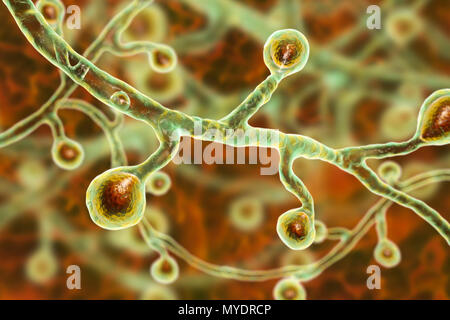 Champignon Blastomyces dermatitidis, illustration de l'ordinateur. Ce champignon est l'agent causal de la maladie de la blastomycose, qui dispose d'un éventail de présentations. Elle affecte principalement les poumons et peut causer une maladie semblable à la grippe, une maladie aiguë semblable à la pneumonie, une maladie chronique semblable à la tuberculose ou l'potentiellement fatals, le syndrome de détresse respiratoire aiguë. Dans certains cas, il peut s'étendre à la peau, des os ou des organes, causant des lésions. Le traitement est avec des médicaments antifongiques. Banque D'Images