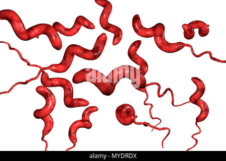 La bactérie Campylobacter jejuni, illustration de l'ordinateur. Ce mobile, bactérie à Gram négatif possède un flagelle depuis longtemps à une extrémité qui est utilise pour la locomotion. Il peut croître dans des environnements où peu d'oxygène. C'est une cause commune de la gastro-entérite chez les humains, surtout les enfants et les jeunes adultes. Volailles contaminés, la viande et le lait sont des sources d'infection. Les symptômes comprennent la fièvre et douleur abdominale aiguë, suivie d'eau et souvent une diarrhée sanglante. La récupération est généralement rapide. Banque D'Images