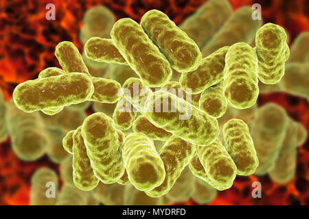 La bactérie Enterobacter sp., illustration de l'ordinateur. Ce sont des bacilles Gram-négatifs (forme de tige) des bactéries. Les membres du genre Enterobacter existent dans l'eau, le sol, les eaux usées et le tractus urinaire et intestinale des humains et des animaux. L'une des espèces communes, E. cloacae, peut être la cause des infections urinaires et des infections des voies respiratoires chez les patients hospitalisés avec une immunité réduite, et peut également infecter les plaies sur la peau. Ces bactéries présentent souvent une résistance à plusieurs antibiotiques. Banque D'Images