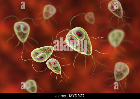 Les parasites Giardia lamblia, illustration de l'ordinateur. Giardia lamblia est un protozoaire flagellé. Il colonise et reproduit dans l'intestin grêle et les causes de la giardiase. Banque D'Images