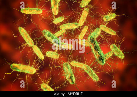 Les bactéries Salmonella, illustration de l'ordinateur. Salmonella sp. sont des bactéries Gram négatif, en forme de tige, les bactéries qui ont flagelles (sèche-comme les structures) qu'ils utilisent pour la locomotion. Ils peuvent causer des empoisonnements alimentaires lorsqu'ils sont ingérés avec des aliments contaminés. Les symptômes peuvent inclure des douleurs abdominales, nausées, diarrhée et vomissements. Banque D'Images