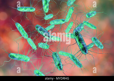 Les bactéries Salmonella, illustration de l'ordinateur. Salmonella sp. sont des bactéries Gram négatif, en forme de tige, les bactéries qui ont flagelles (sèche-comme les structures) qu'ils utilisent pour la locomotion. Ils peuvent causer des empoisonnements alimentaires lorsqu'ils sont ingérés avec des aliments contaminés. Les symptômes peuvent inclure des douleurs abdominales, nausées, diarrhée et vomissements. Banque D'Images