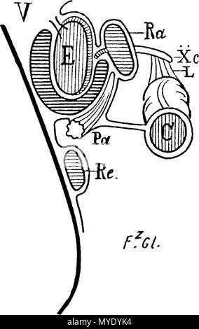 . English : V, au niveau de la grosse tubérosité. Le côlon n'a plus de rapport avec l'estomac. Ra, taux ; Pa, pancréas, rein ; Re ; Xc, 10e côte ; L, pleuro-ligamentaire colique. . 1885 (1905). Fz. 179 FGelenardDe lEnteroptoseLyon Glénard medical1885 Banque D'Images