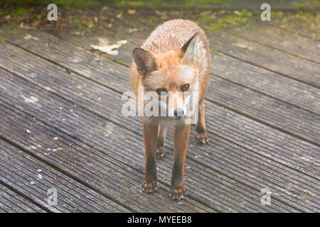 Bournemouth, Dorset, UK. 7 juin 2018. Fox Vulpes vulpes, urbain, à la recherche de nourriture dans le jardin de Bournemouth. Credit : Carolyn Jenkins/Alamy Live News Banque D'Images