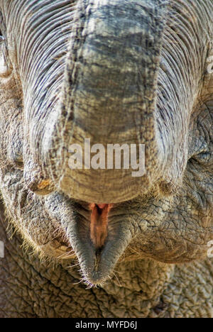 Libre d'ouverture de la bouche de l'éléphant, l'éléphant sourire Banque D'Images