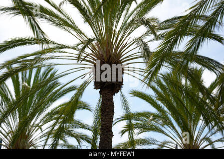 Palm Trees against Blue sky Banque D'Images