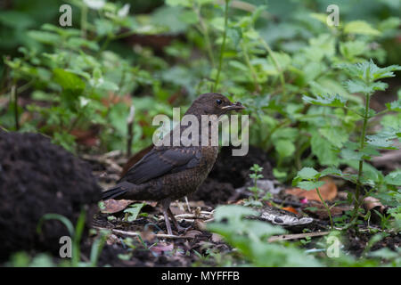 Blackbird. Turdus merula. Seul jeune dans le jardin. West Midlands. Îles britanniques. Banque D'Images