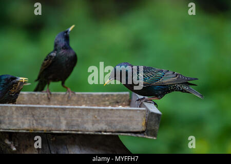 Starling. Sturnus vulgaris. Petit troupeau d'adultes sur la table. West Midlands. Îles britanniques. Banque D'Images