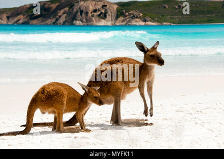 Kangourous sur plage de sable blanc Banque D'Images