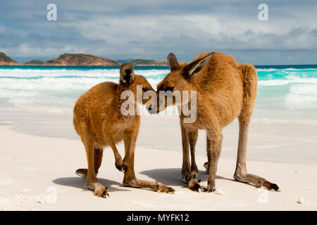 Kangourous sur plage de sable blanc Banque D'Images