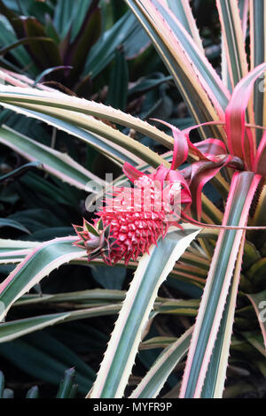 Ananas comosus var. variegatus. Les jeunes fruits ananas sur la plante dans la serre à RHS Wisley Gardens. Surrey. UK Banque D'Images