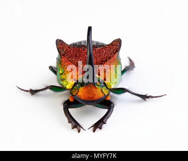 Un arc-en-ciel scarabée mâle, Phanaeus vindex, sur un fond blanc. Banque D'Images