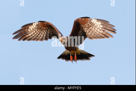 Une femme, Rostrhamus sociabilis snail kite, en fuite. Banque D'Images