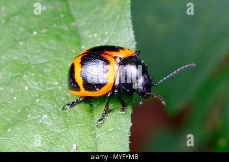 Une feuille d'asclépiade incarnate Labidomera clivicollis, coléoptère, rampant sur un substrat naturel. Banque D'Images